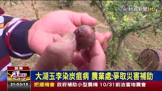 大湖玉李染炭疽病農業處:爭取災害補助