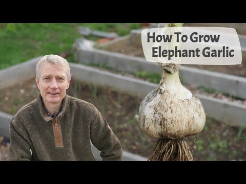 How To Grow Elephant Garlic - From Planting Cloves To Harvest, Including Month By Month Video Clips