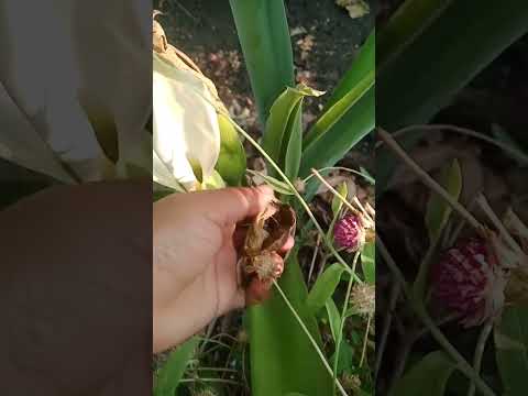 ఏనుగు చెవి మొక్క/elephant ear plant(or)alocasia plant#naliniravindraprasad #shorts #ytshorts #short