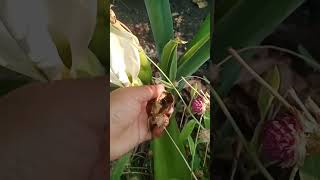 ఏనుగు చెవి మొక్క/elephant ear plant(or)alocasia plant#naliniravindraprasad #shorts #ytshorts #short