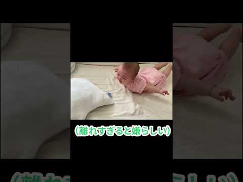 【ズリズリ…】着実に 獲物に近づく #shorts  #赤ちゃん  #baby