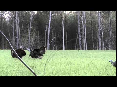 Turkeys Gobbling and Kill shot | Knight & Hale