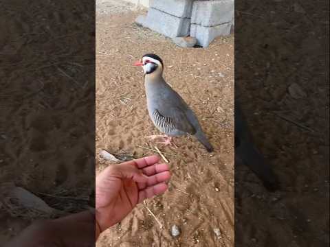 Bird🐦🕊️ good video 😊👍