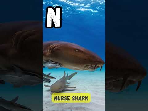 ABC Sharks Song 🦈 | Learn A to Z | Fun Shark Learning Video for Kids | #abcd #kids #shorts #learning