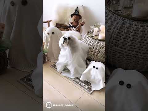 🐶👩🏻‍🦰今年ハロウィンなにしよっかな〜🎃🐾もうそんな季節【Halloween 2021】