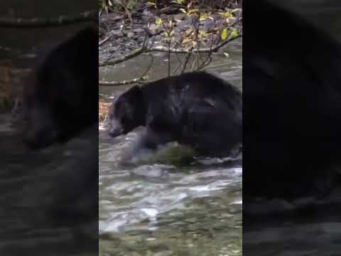 Dangerous Bears in The World #animal #bear #shorts