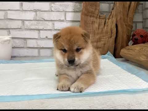 Red Shiba Inu - Wheeler