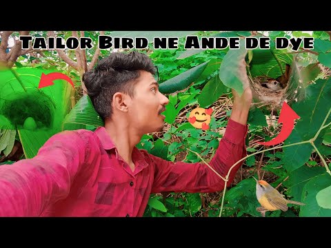 My second vlog ❤️ || Tailor Bird Ka Nest 🥰 || Tailor Bird Ne Anda De Dya 🥳 ||