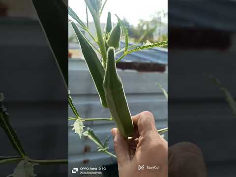 Custard apple and ladies finger#ytshorts 😍👌👌👌👌🏞️