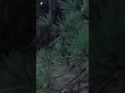 Strange sounds in Wharton State Forest and massive Wolf Spider