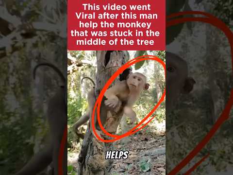 #shorts #youtubeshorts #animals #animalovers #trending #viral #viralshort #funny #funymonkey