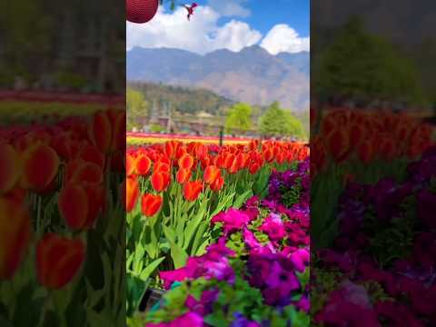 Tulip garden in Srinagar 🌷🌷#kashmir #srinagar #tulip #garden