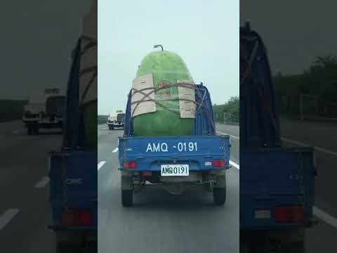 Taiwan台灣Hualien County花蓮  big watermelon大西瓜，一顆6萬。在路上拍到的。你見過吃過嗎？