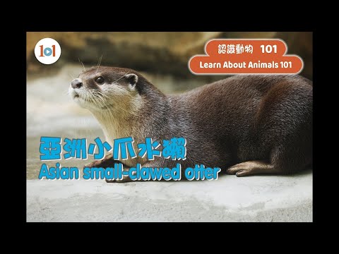 【認識動物101】亞洲小爪水獺 【Learn About Animals 101】Asian small-clawed otter