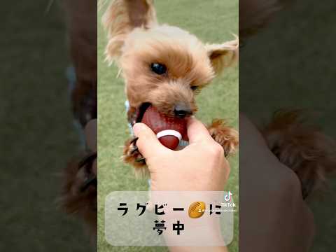 【ペット食育士 シニア犬】ラグビー🏉たのしい💗🐶💗#可愛いわんこ #dog #犬のいる暮らし #癒しワンコ #愛犬 #わんちゃん #わんちゃんのいる生活 #可愛いわんこ #dog