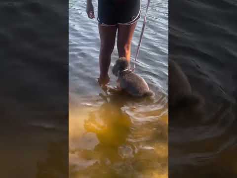 A SKITTISH TOY POODLE AFRAID OF LAKE WATER