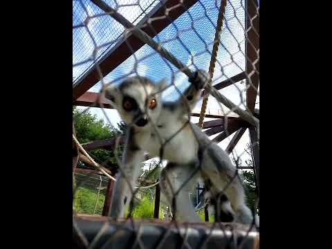 curiosul #shorts #beautiful #zoo #adorable #animals ♥️♥️🥰🥰♥️♥️