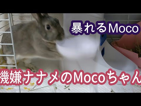 ご機嫌ナナメのMocoちゃん！