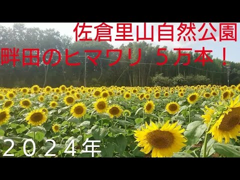 畔田のヒマワリ５万本！２０２４年８月８日 見頃でした！佐倉里山自然公園 第１会場と第２会場の動画です！１０日 １１日はヒマワリ祭り開催！千葉県佐倉市 良かったらチャンネル登録よろしくお願いいたします🙇