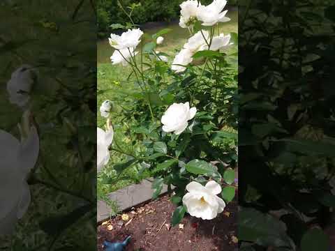 White rose 白玫瑰 #rose #自然 #flowers #garden #nature #玫瑰花 #白玫瑰