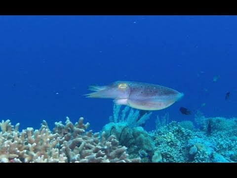 Scuba Diving in the Komodo National Park, Indonesia