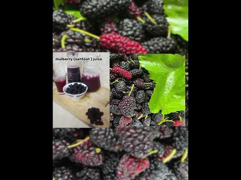 #howtomakemulberriesdrink#mulberries drink#summerspecial #summerdrink#sahtoot/imili drink