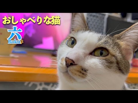 会話したい愛猫のおしゃべり集と今週の愛猫「六」| [生まれ変わりの猫] 六 (Roku)