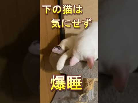 #変な格好で寝る猫#shorts