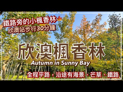 〖香港紅葉〗欣澳小楓香林 / Afternoon walk at Sunny Bay｜Beautiful seaside path in Hong Kong