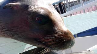 【アシカ】兄妹喧嘩はうらやましい（伊勢シーパラダイス／水族館）