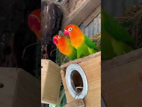 Smart lovebird Parrot  , Little cute lovebird 🦜🥰 #birds  #lovebirds