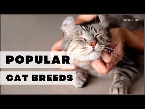 11 Most Popular Cat Breeds in 2022 (Part 1)