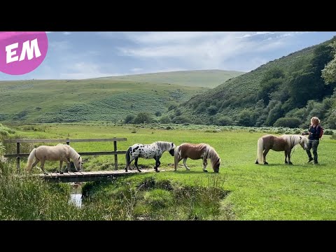 Mini Pony Liberty Trail and Wild Swim