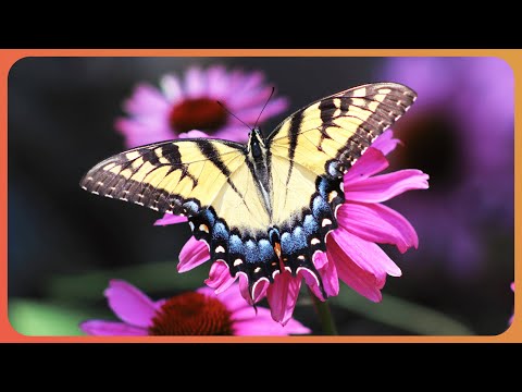 The Miracle of Metamorphosis: From Caterpillar To Butterfly