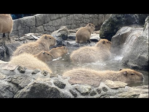 カピバラの一番風呂2023(伊豆シャボテン動物公園)