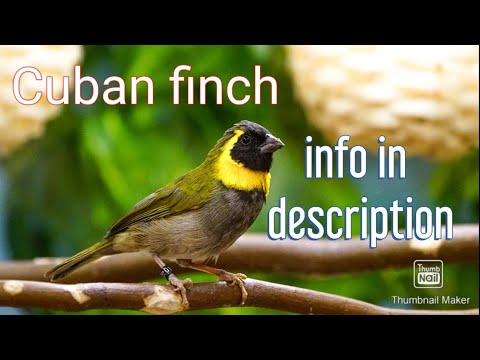 My lovely pair of CUBAN FINCH / Tiaris Canorus ( informations in description ⬇️ )