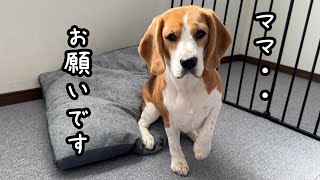 出勤前のママに毎日お願いしてくるビーグル犬