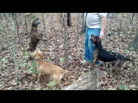 Dry Creek Hunting Dogs 11 07 2016