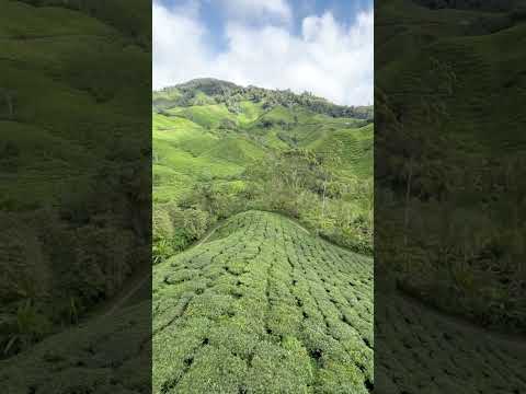 金马伦茶园🌱[宝乐茶] Boh Tea Plantation Cameron Highlands Malaysia 打卡景点 Tourist Attraction