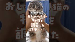 おしゃべり猫の特徴を調査した結果･･･🥺 #猫 #猫のいる暮らし #ねこ