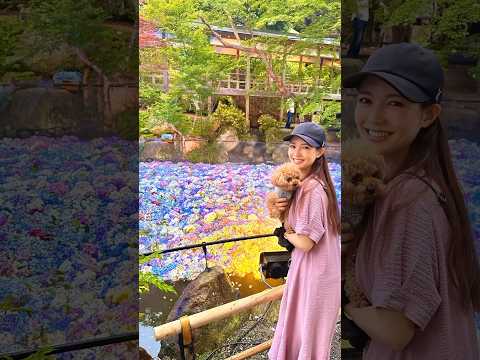 【絶景】日本トップクラスの紫陽花の名所はココ🏵️✨【雨引観音】#紫陽花 #あじさい #インスタ映え