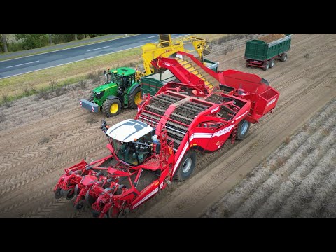 Kartoffelernte (2022) XXl mit Grimme Ventor 4150 & Ropa Keiler2 / Kartoffelroden im Emsland