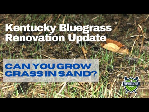 Kentucky Bluegrass Renovation Update - Can you GROW GRASS in SAND??