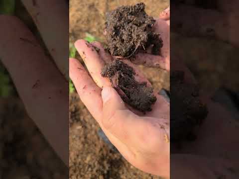 Sweet potato cover crop!  #gardening #sweetpotato #covercrops