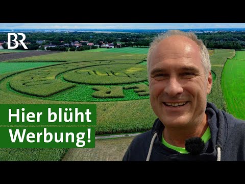 Einnahmequelle für Landwirte: Blühende Werbung auf dem Acker | Unser Land | BR