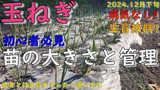 【家庭菜園者必見‼】玉ねぎ12月下旬の苗の大きさがこれ！病気を予防しトウ立ちさせない栽培管理