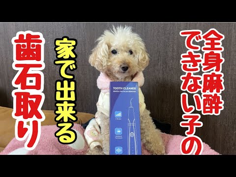 家でできる歯石取りにこれいい\あれから尻尾のしこり\QOO10メガ割で激安ペットシートかいました☺️💓