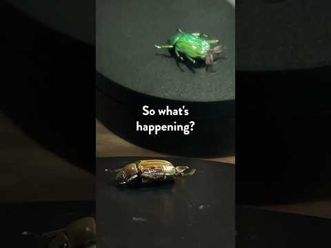 Something weird happens when you look at this bug in a mirror