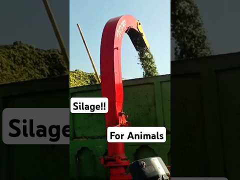 Silage Preparation | DAAD'S AGRI FARM | #farming #farmer #agriculture #punjabi #villagelife #silage