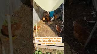 Hungry 😋 Chickens 🐓 #chickens #backyardchickens #farmlife #henhouse #chooksofinstagram